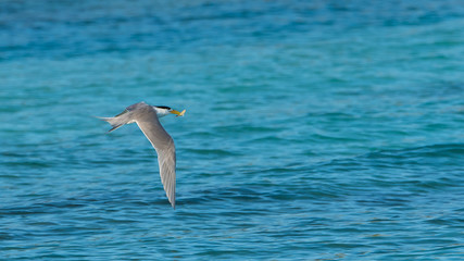 Bridled Tern, Onychoprion anaethetus, bird flying on the lagoon in French Polynesia, a fish in the beak
