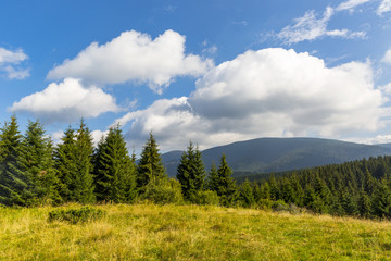Fototapeta na wymiar meadow in Carpathians
