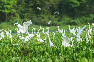 Huge group of white egrets above green vegetation of a flooded plain of aguape in Pantanal, Brazil. Bird also known as Garca-Branca-Grande in Brazil.