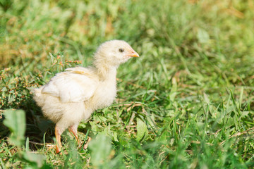 A sad little chick in the grass.