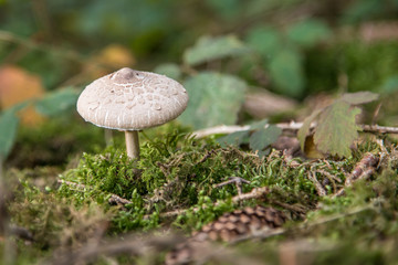 small mushroom