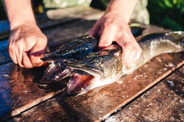 A man with a knife shows the teeth of a predatory fish.