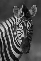 Fototapeta na wymiar Common Zebra, South, Africa