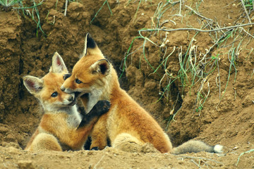 Fototapeta premium Two young Fox playing near his hole
