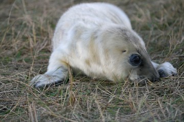 New born seals, UK