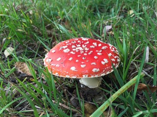 Fliegenpilz- Amanita muscaria im Gras