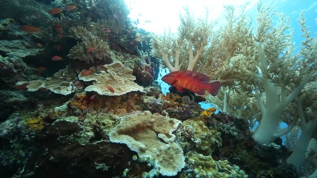 Coral grouper and anthias fish swim around tree coral at Kakaban Island, Kalimantan 