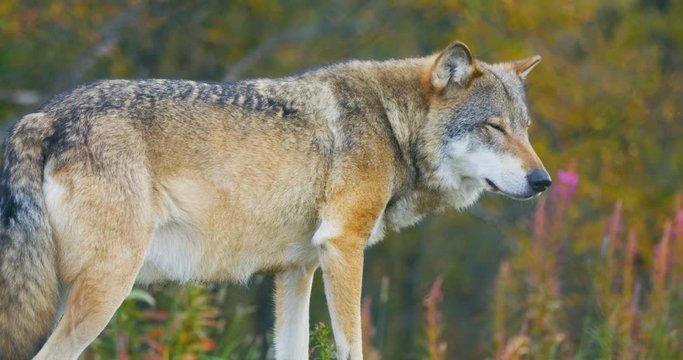 Close-up of beautiful grey wolf standing in the forest