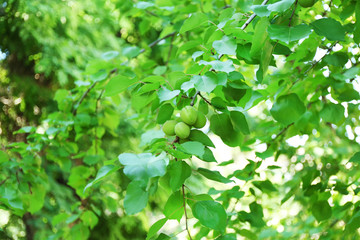 Branch with green apricots in garden on sunny day