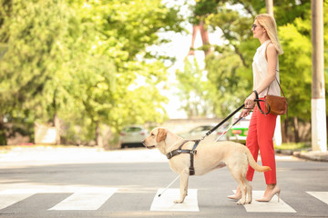 Obraz premium Guide dog helping blind woman on pedestrian crossing