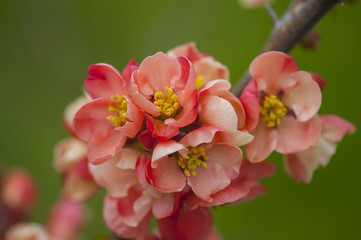 flowers on the branches