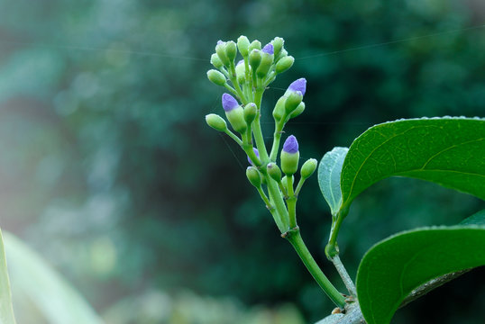Flower buds of garlic vine
