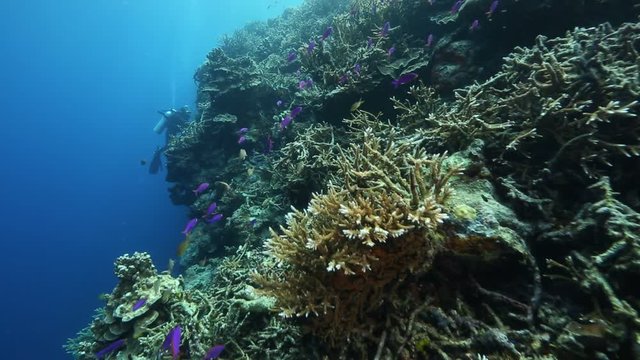 Scuba diver explores coral reef wall at Kakaban Island, Kalimantan, Indonesia 