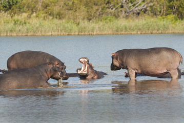 HIPPOPOTAMUS AMPHIBIUS, South Africa