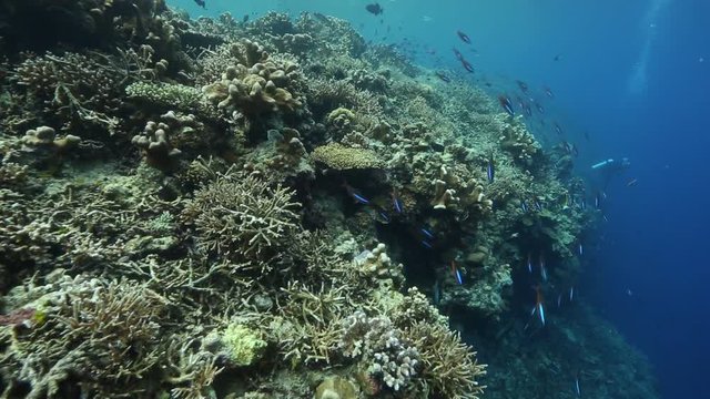 Beautiful coral gardens alive with fusilier and other reef fish at Kakaban Island, Kalimantan 