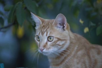 Кот. Кошка. Котёнок.
