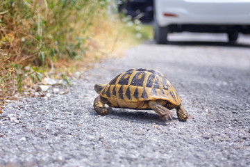 land tortoise on the road