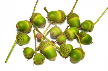 Heap of green acorns on white background
