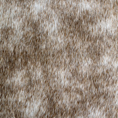 close-up natural dappled-grey horse skin texture