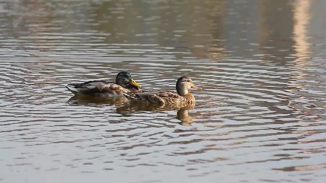 Two ducks swimming on water