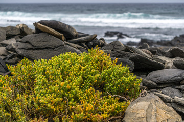 Beach with green plants and many black stones