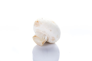 fresh mushrooms on white background