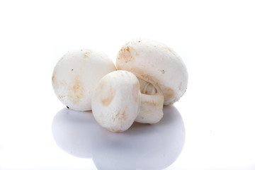 fresh mushrooms on white background