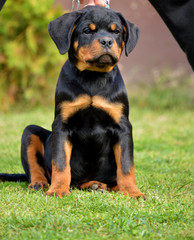 Fototapeta premium rottweiler, dog, pet, adrk, best friend,