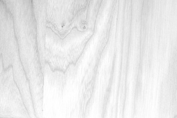 White texture of ash tree