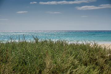 Beach with green shrubs and a blue sky