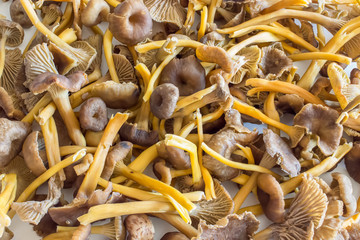 Funnel Chanterelle