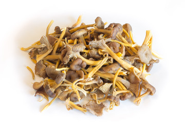 Funnel Chanterelle