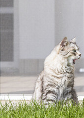 Silver cat licking lips in a garden