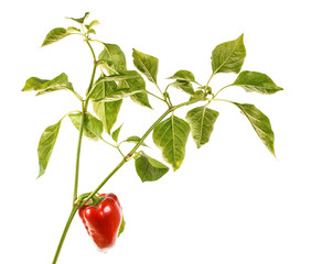 Sweet red pepper with a stem and green leaves on a white isolated background. Space for text. Background.