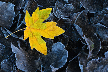 Golden Frosty Leaf