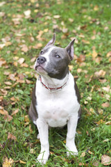 Dog American Staffordshire Terrier
