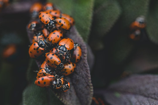 ladybug frenzy