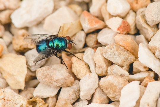 metallic fly on gravel