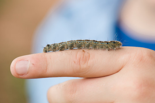 caterpillar fingers