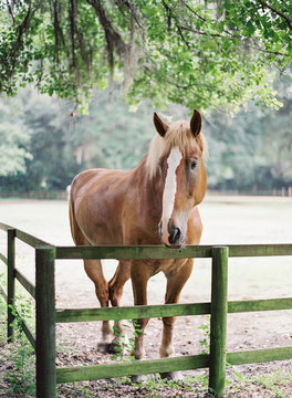 Farm Horse
