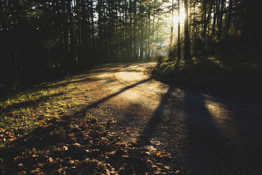 Sunlight and tree shadows on forested path