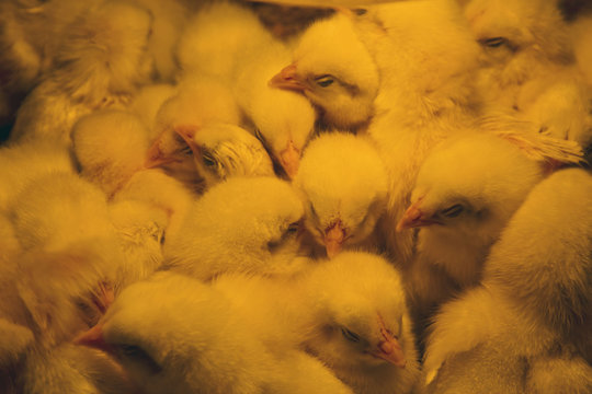 Baby chicks huddled together under heat lamp