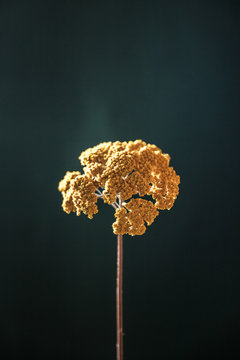 Dried yellow yarrow