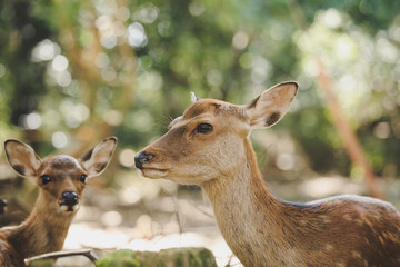 奈良の鹿