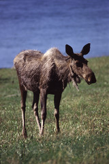 Fototapeta premium Alce americana