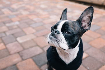 Bruce the Boston Terrier/Pug kicking it in a hip hoodie.