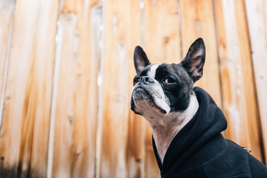 Boston terrier hoodie cheap