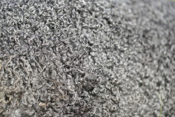 Wool texture black sheep with high detail