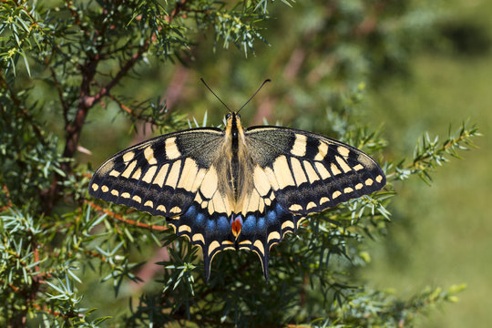 Borboleta