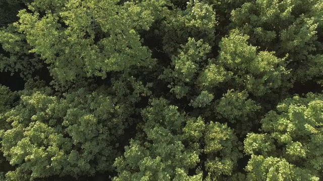 Aerial video of a green forest at sunny day - the trees blow in the wind. Drone moving at high altitude. Aerial stock footage shot at autumn season time.